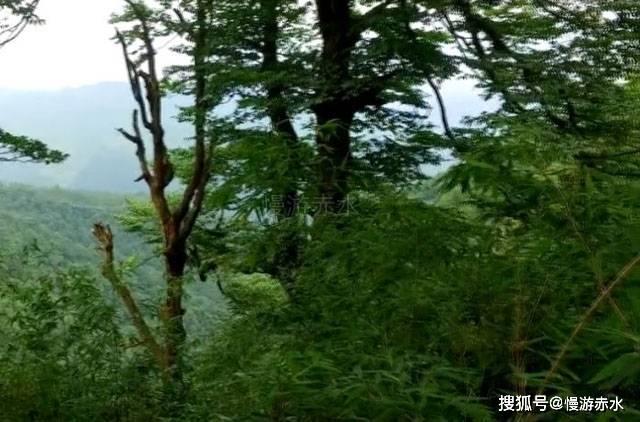 小猫钓鱼游戏龙王版有船
